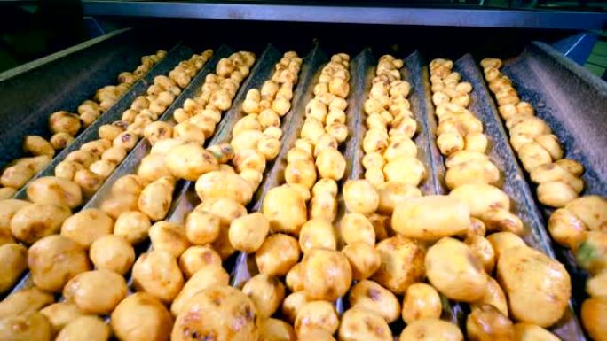 在食品设施的生产线上分类的干净土豆。