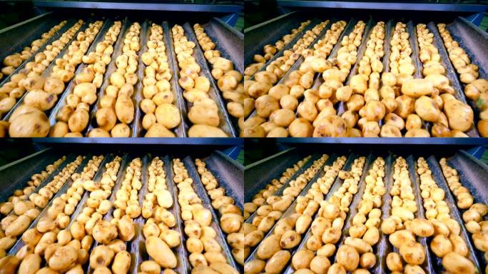 在食品设施的生产线上分类的干净土豆。