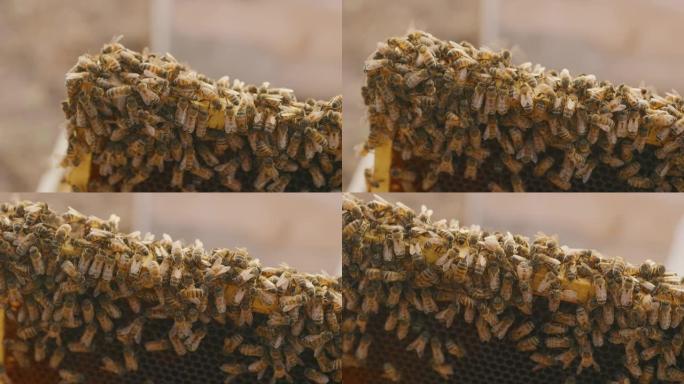 蜂巢中蜜蜂的特写