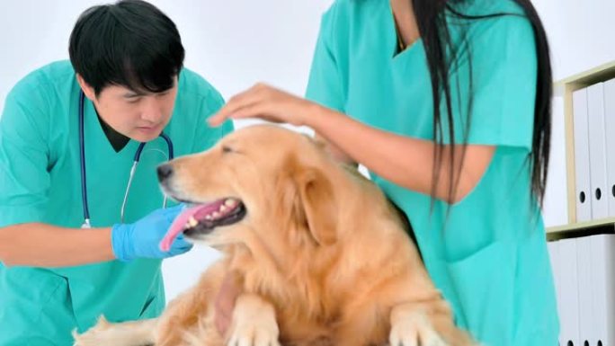 亚洲职业男女兽医检查狗并抚摸狗。在兽医诊所。兽医，关系，人，医疗保健和医学，茎中的女人，宠物爱情概念