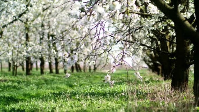 果园里的草小路。盛开的樱桃树。春天
