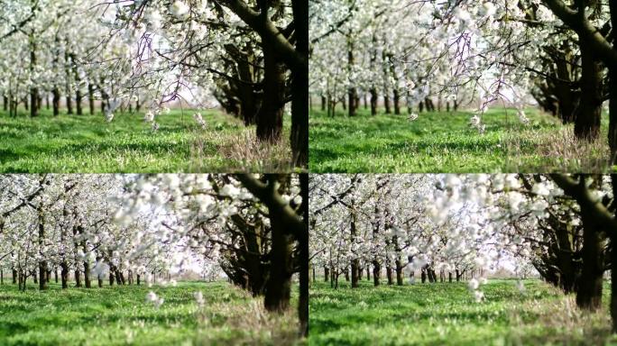 果园里的草小路。盛开的樱桃树。春天