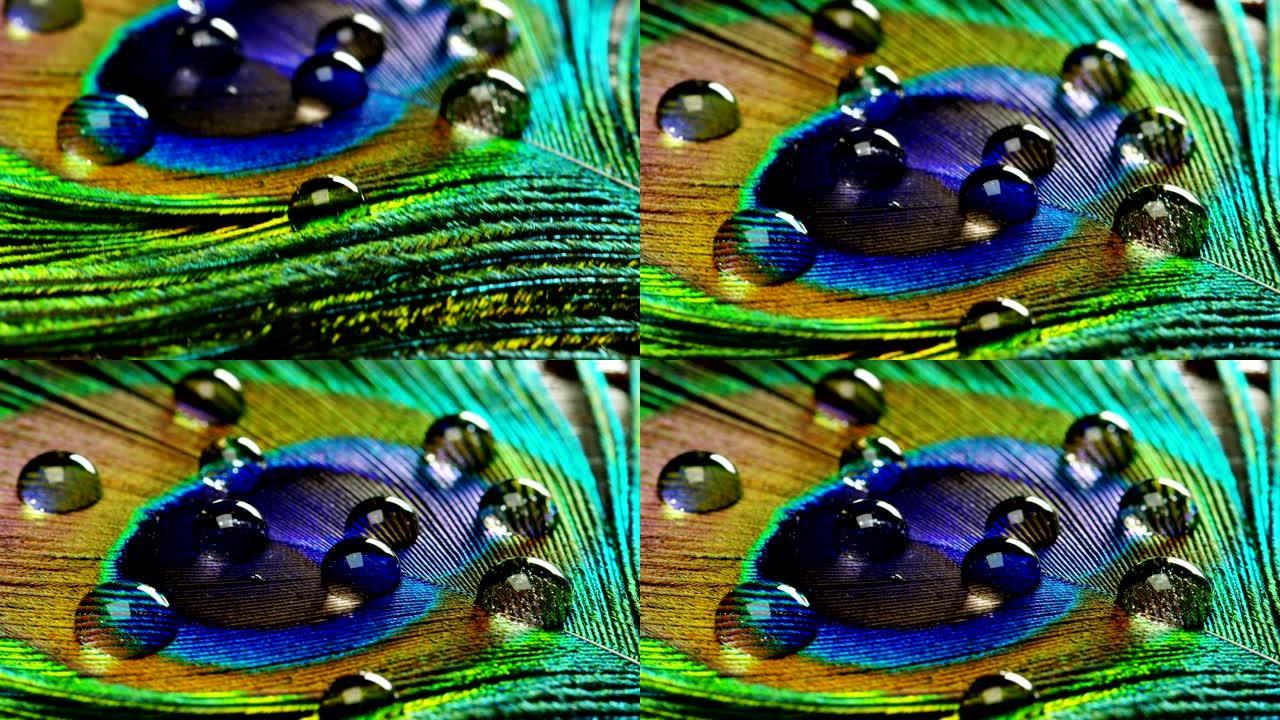 关闭或微距五颜六色的孔雀羽毛，上面放着一滴。充满色彩和纹理的孔雀羽毛优雅而装饰。