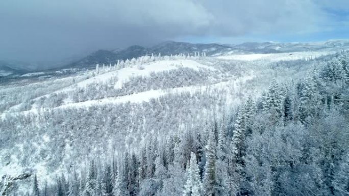 冬季白天，鸟瞰图在白雪覆盖的树木森林中飞过树木