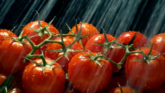 葡萄藤上的西红柿用水雾清洗