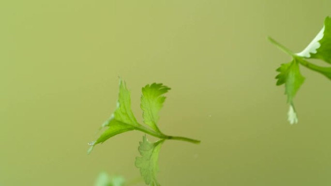 新鲜的绿色欧芹叶子掉下来。美女镜头。