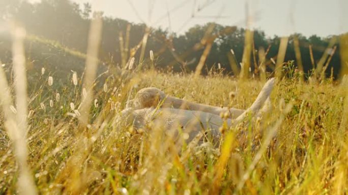 草地上的超级慢动作MS小狗。玩狗。