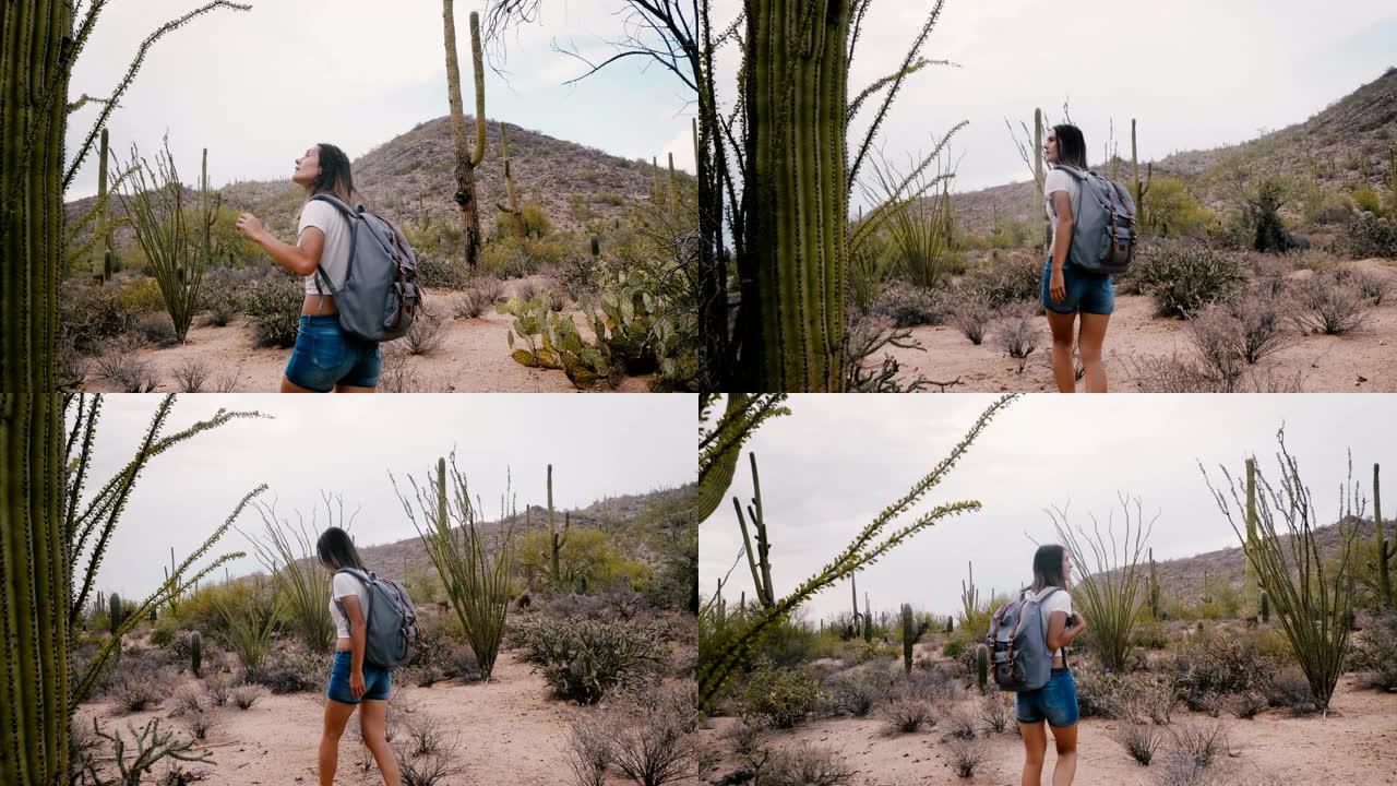 慢动作年轻快乐女游客背着背包在美国国家公园探索令人难以置信的巨大仙人掌沙漠。
