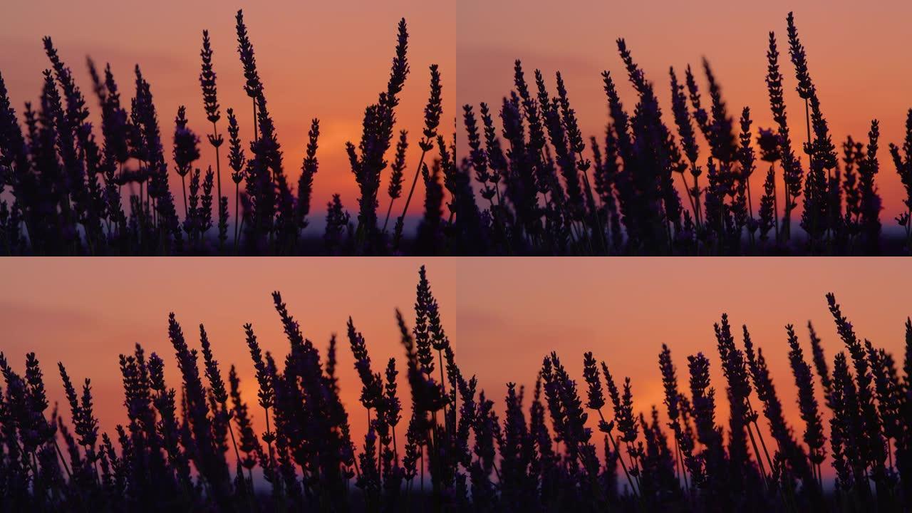 近距离观察:法国淡紫色灌木背后的橙色天空