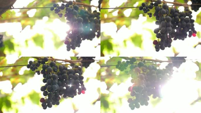 葡萄园中的红葡萄，阳光普照，慢动作