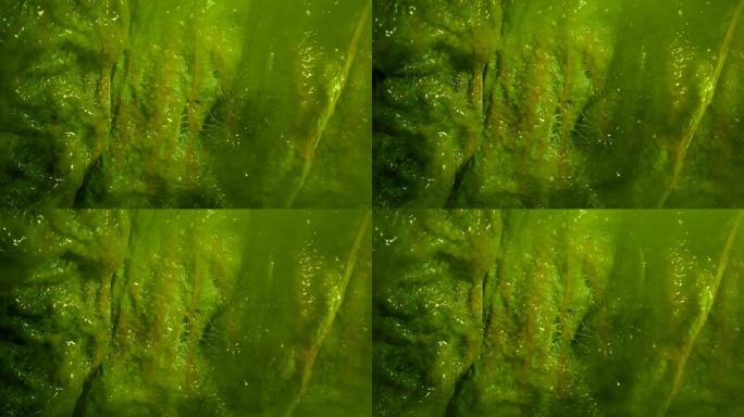 黏糊糊的绿色外星墙，带有浓密的气体漩涡