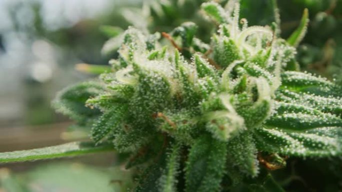 用于草药替代药物和cbd油脂生产的生态和生物大麻植物的慢动作宏观。