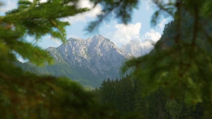 特写: 松树树枝阻碍了斯洛文尼亚巨大的落基山的景色。