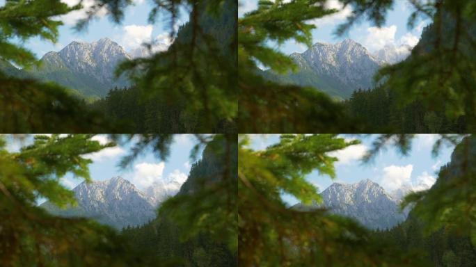 特写: 松树树枝阻碍了斯洛文尼亚巨大的落基山的景色。