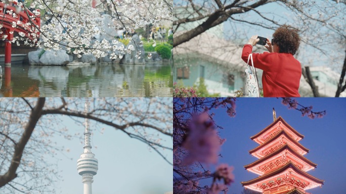 武汉樱花 东湖樱花园 龟山电视塔樱花