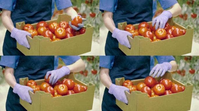 温室里的新鲜成熟西红柿。关闭温室工人拿着的盒子里的成熟西红柿