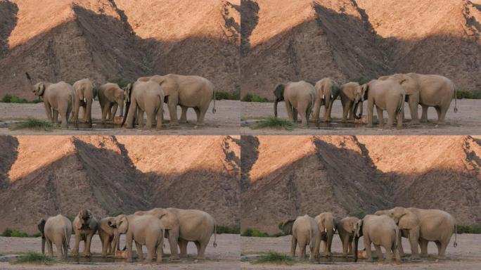 4k近景，一小群沙漠大象在纳米比亚纳米布沙漠的Hoanib山谷的一个人造水坑中喝酒