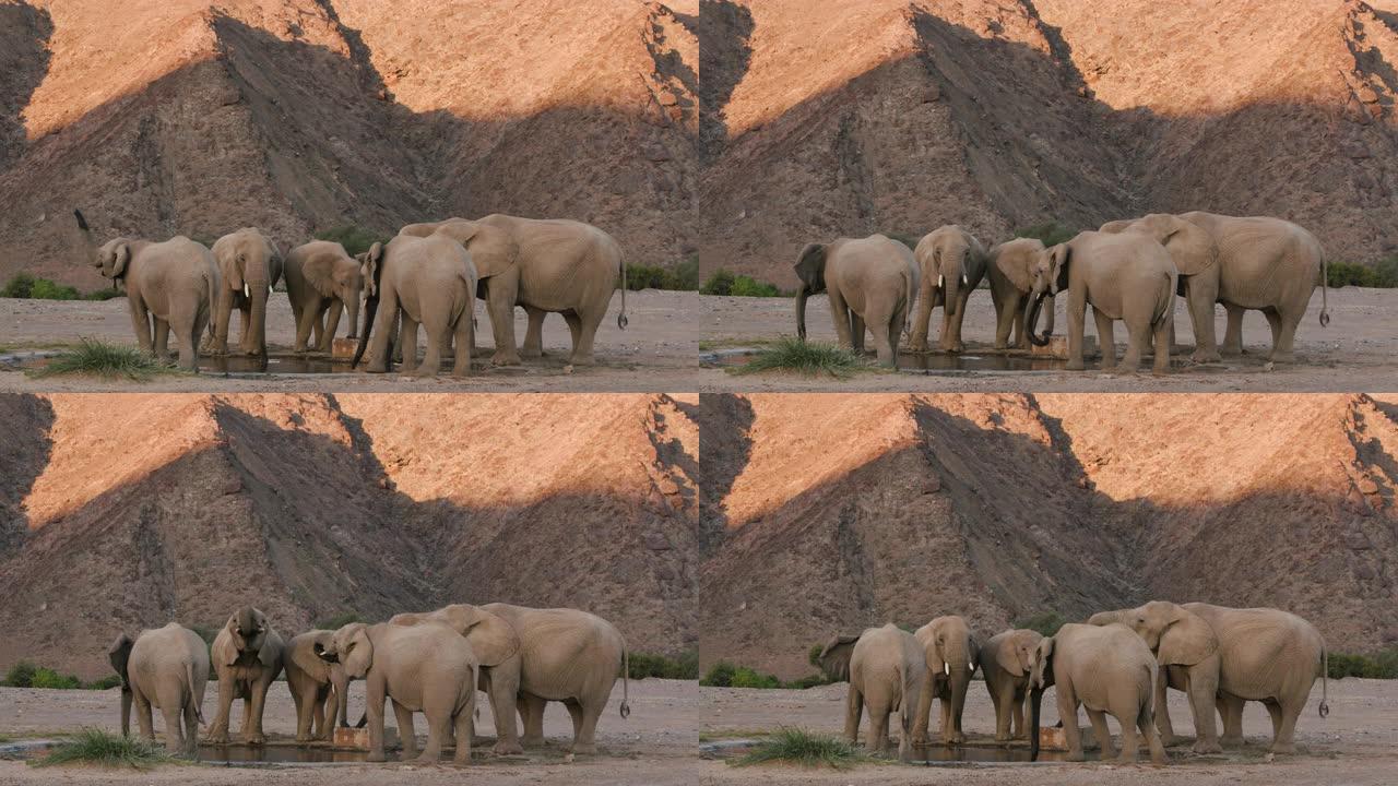 4k近景，一小群沙漠大象在纳米比亚纳米布沙漠的Hoanib山谷的一个人造水坑中喝酒