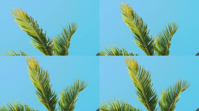 棕榈树再次成为佛罗里达州美丽的晴空