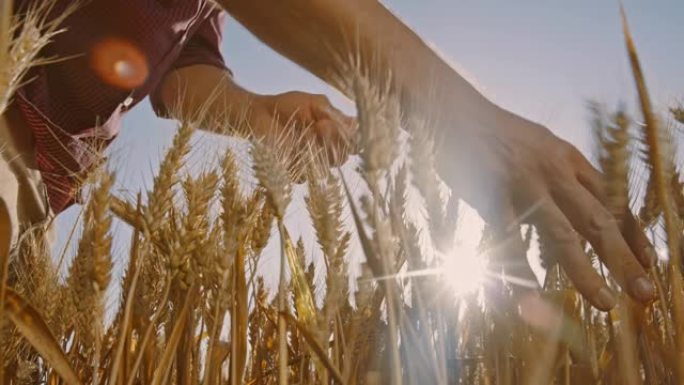 一名农民在田里检查小麦