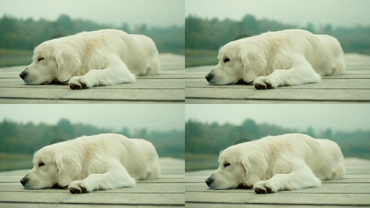 狗躺在码头上慵懒