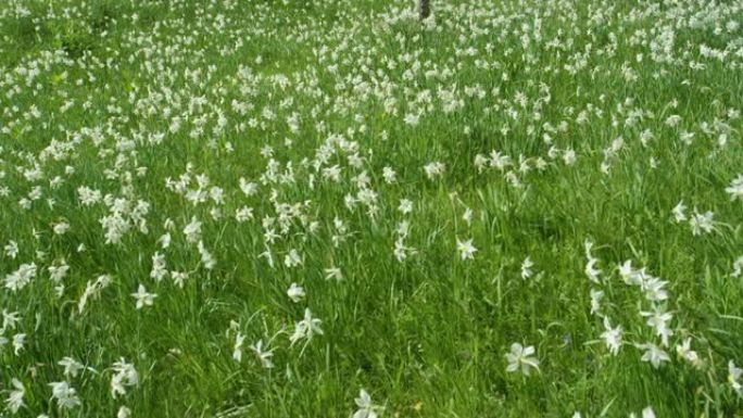 慢动作: 美丽的白色水仙花生长在阿尔卑斯山未被触及的林间空地上。