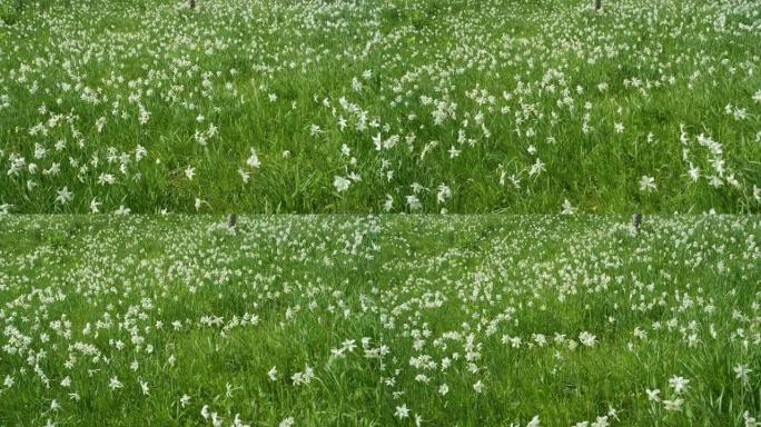 慢动作: 美丽的白色水仙花生长在阿尔卑斯山未被触及的林间空地上。