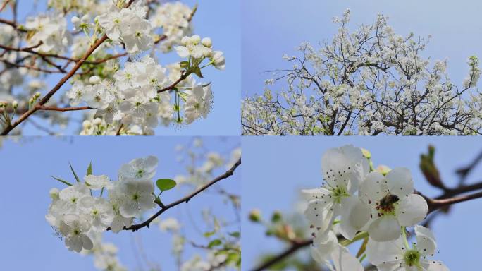 春天盛开的梨花合集