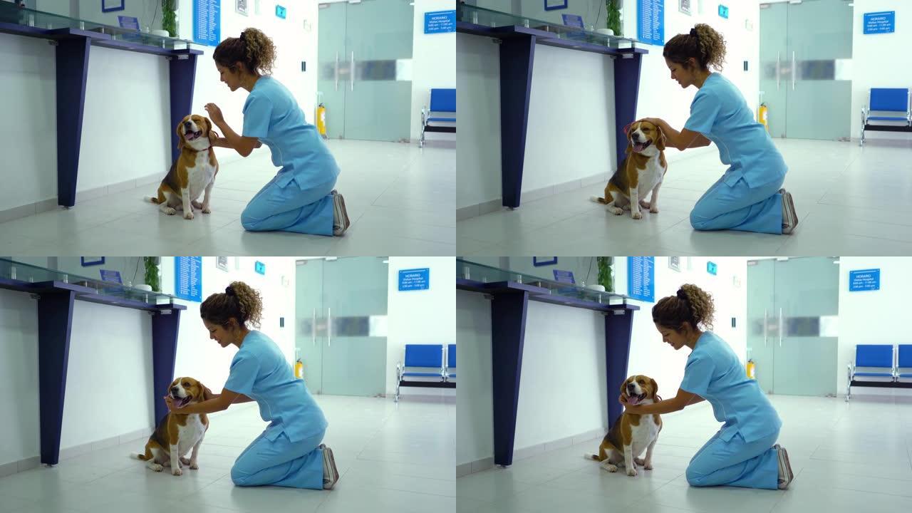 快乐的兽医在诊所爱抚可爱的狗
