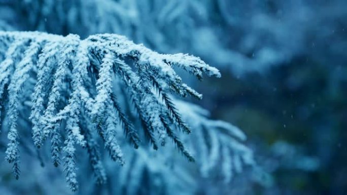 雪落在松树树枝上冰天雪地冰霜千年雪天雪景