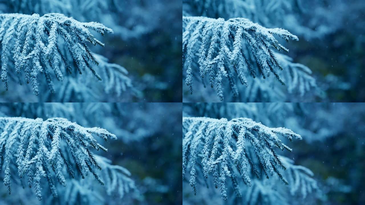 雪落在松树树枝上冰天雪地冰霜千年雪天雪景