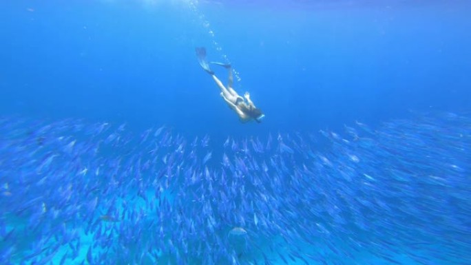 体验生活的另一面海底鱼群潜水美女