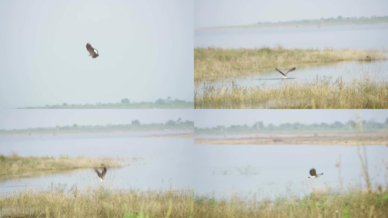 Brahminy风筝鸟女士俯冲下来，在水中抓鱼，斯里兰卡