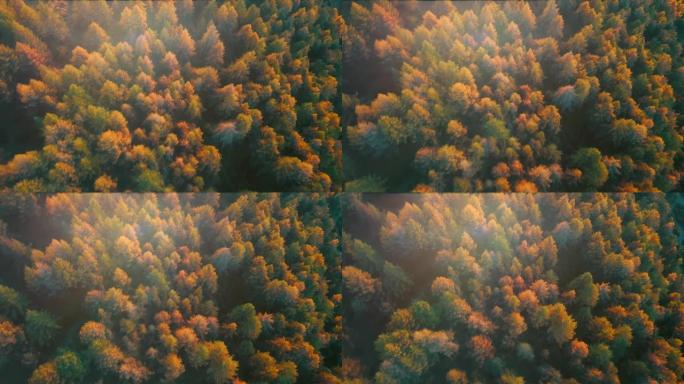 秋季的空中森林秋天的红树林航拍红枫树航拍