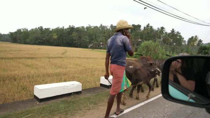 女士水牛在斯里兰卡的公路上与汽车同行