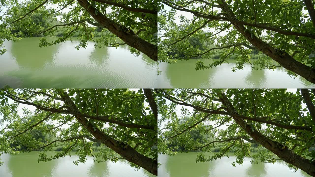 河边一棵大树的4k dci镜头
