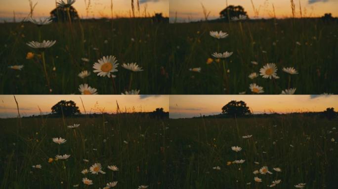 DS雏菊和其他黄昏的野花