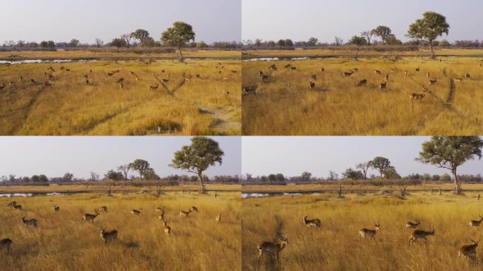 在博茨瓦纳奥卡万戈三角洲沼泽中，一群雄性Lechwe羚羊的近距离空中飞行
