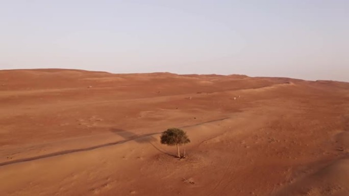 阿曼沙漠中某个地方的空中骆驼