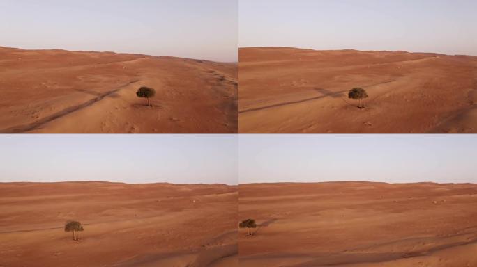 阿曼沙漠中某个地方的空中骆驼