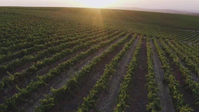 在南非西开普省的一个葡萄酒庄园，日落的葡萄园