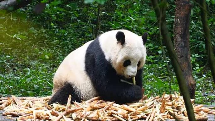大熊猫吃竹子旅游宣传片纪录片可爱视频素材