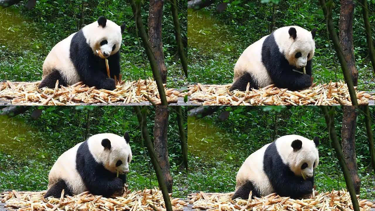大熊猫吃竹子旅游宣传片纪录片可爱视频素材