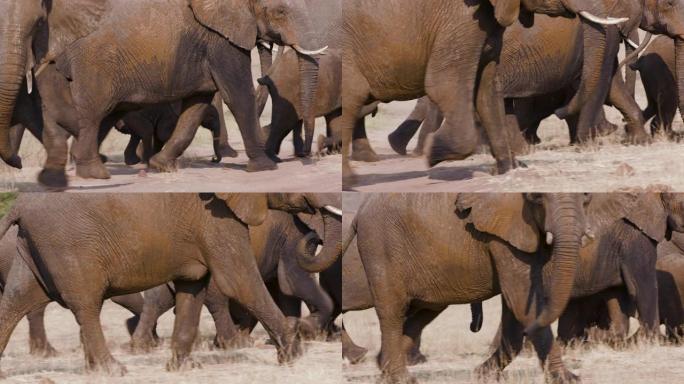 4k近景，一群大象在喝酒和洗泥后离开水坑，津巴布韦万基国家公园