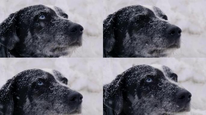 一对恋人带着他们的狗在度假时，在雪地上的山上散步，沉浸在最狂野的大自然中。