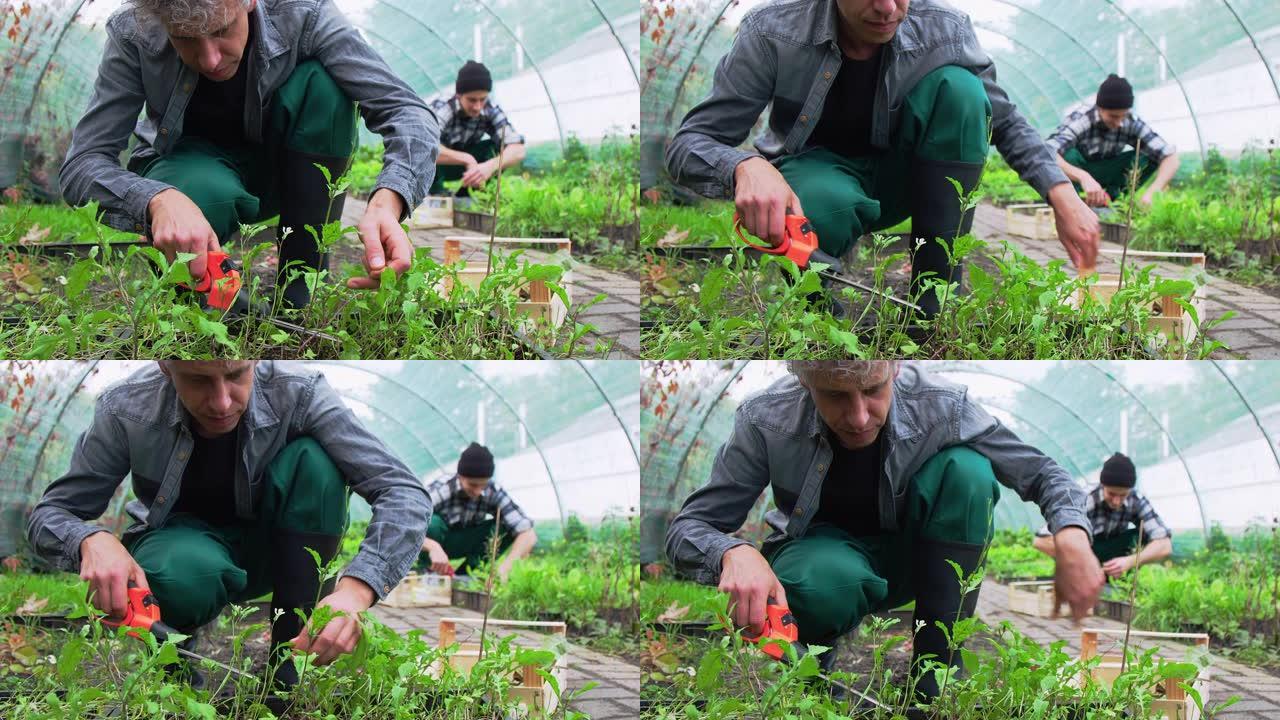 在温室种植园工作的花园工人