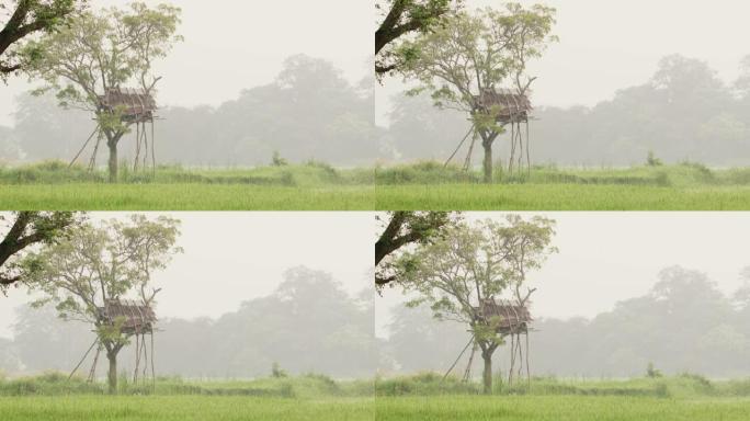 斯里兰卡乡村景观中的MS树屋