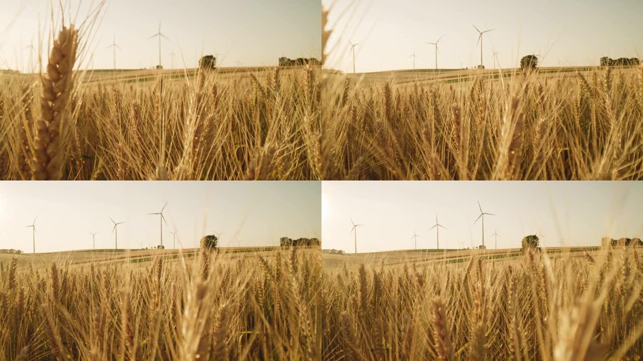 LA可再生能源与风力涡轮机的黄金小麦，可再生能源与风力涡轮机