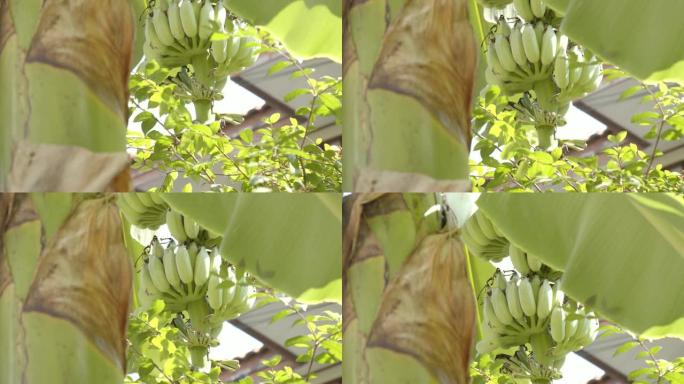 香蕉树上的一堆绿色香蕉