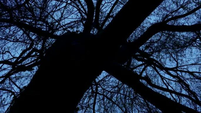可怕的扭曲的树在晚上上面黑暗